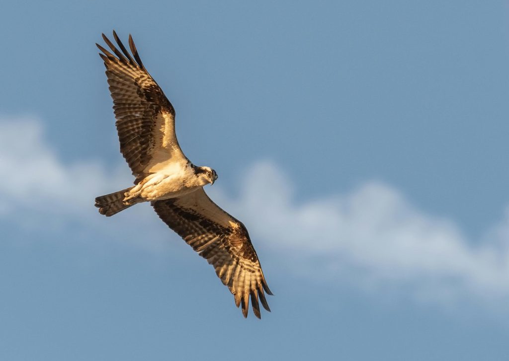 Captivating image of an osprey soaring freely against a clear blue sky.